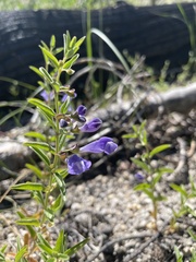 Scutellaria angustifolia
