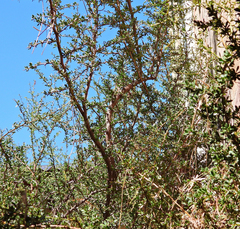 Condalia microphylla