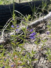 Scutellaria angustifolia