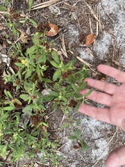 Crocanthemum corymbosum