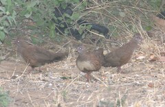 Ptilopachus petrosus