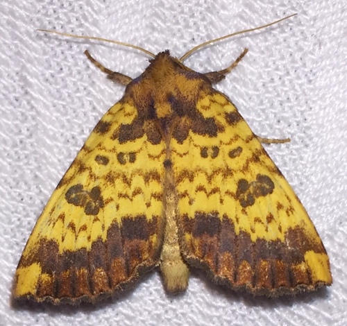 Golden Borer Moth