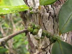 Gynochthodes phyllireoides