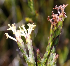 Gnidia oppositifolia
