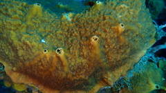 Cliona varians