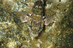 Mauligobius maderensis
