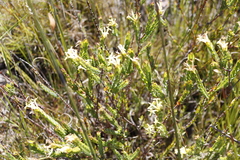 Gnidia oppositifolia