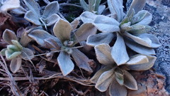 Antennaria alpina
