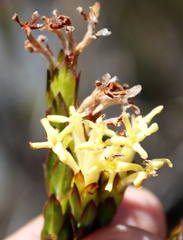 Gnidia oppositifolia