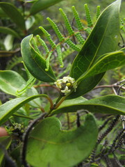 Gynochthodes phyllireoides