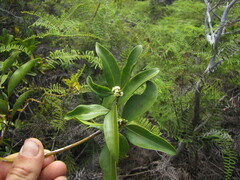 Gynochthodes phyllireoides