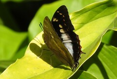 Charaxes ethalion ethalion