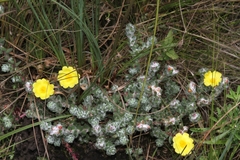 Portulaca hirsutissima