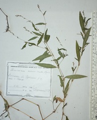 Persicaria minor
