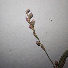 Persicaria minor