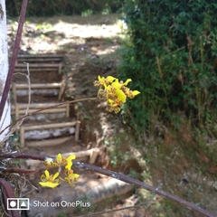 Trichocentrum brachyphyllum