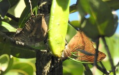 Charaxes candiope