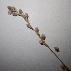 Persicaria minor