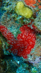 Monanchora arbuscula