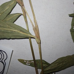 Persicaria minor