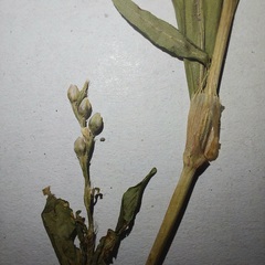 Persicaria minor