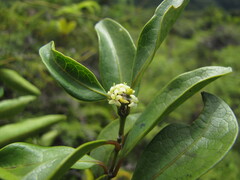 Gynochthodes phyllireoides