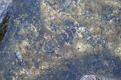 Mauligobius maderensis