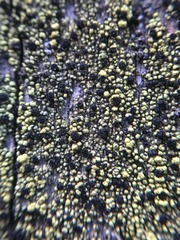 Calicium pinicola