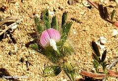 Ononis diffusa