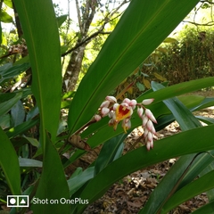 Alpinia zerumbet