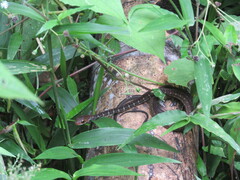 Dendrophidion prolixum