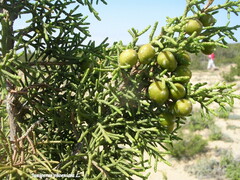 Juniperus phoenicea