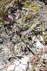 Indigofera quinquefolia