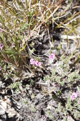 Indigofera quinquefolia