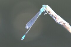 Pseudagrion glaucescens