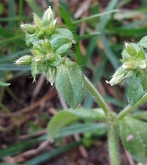 Cerastium glomeratum