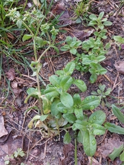 Cerastium glomeratum