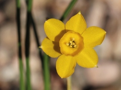 Narcissus willkommii