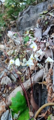 Begonia jaliscana