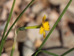 Narcissus willkommii