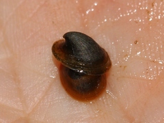 Ancylus fluviatilis