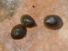 Ancylus fluviatilis