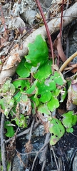 Begonia jaliscana