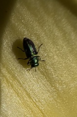 Bilyaxia concinna