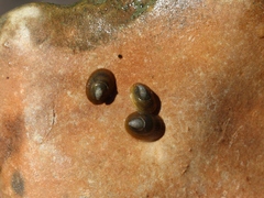 Ancylus fluviatilis