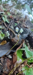 Begonia jaliscana