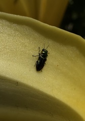 Bilyaxia concinna