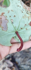 Begonia jaliscana