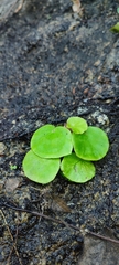 Begonia jaliscana