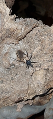 Triatoma